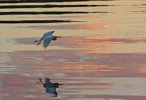 reflection bird sunrise dawn fly flying flight australia egret narrabeen flyingbird iansand