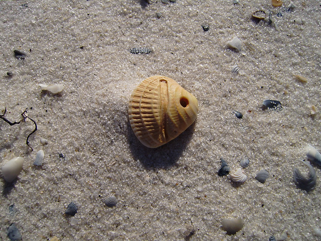 Drilled seashell