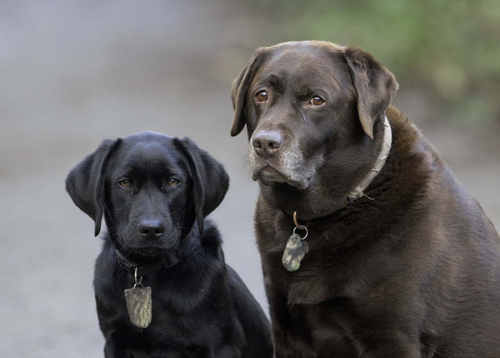 my boys | my two labradors, on a cold misty morning, one bee… | Flickr