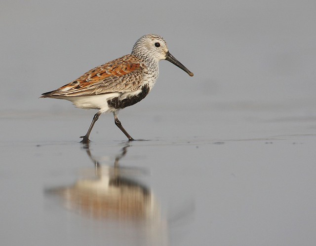 Calidris alpina | Dunlin | kärrsnäppa
