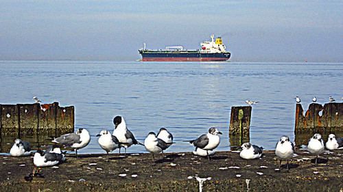 seagulls seascape nature water birds canon seaside ship texas tide powershot watersedge seashore navigation hdr galvestonbay seawater lv005 sx600hs