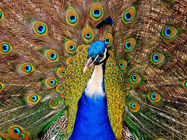 Pauw/Peacock