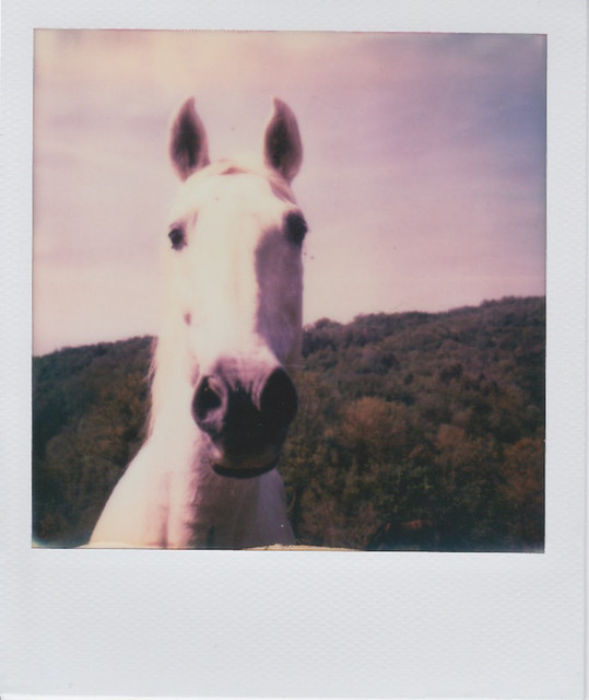 WHITE HORSE # 1