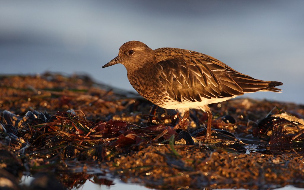 Arenaria melanocephala | Black Turnstone | svart roskarl