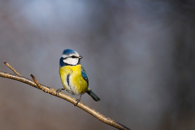 Cyanistes caeruleus | Eurasian Blue Tit | blåmes