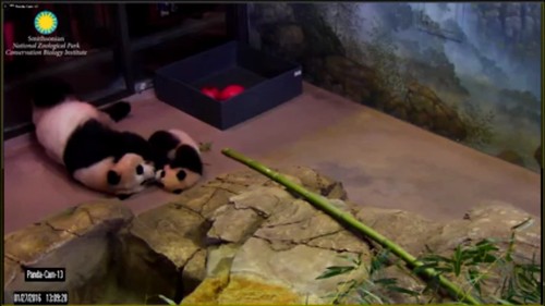 Attribution: Smithsonian's National Zoo | by helenwoo555