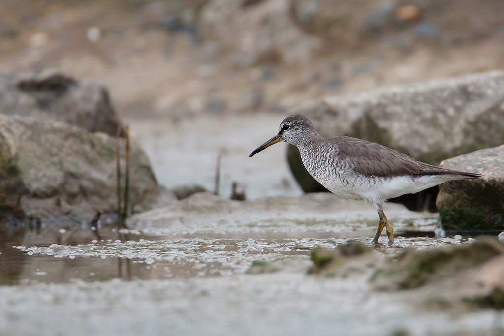Tringa brevipes | Grey-tailed Tattler | sibirisk gråsnäppa