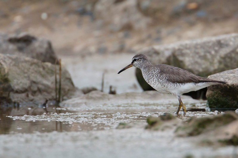 Tringa brevipes | Grey-tailed Tattler | sibirisk gråsnäppa