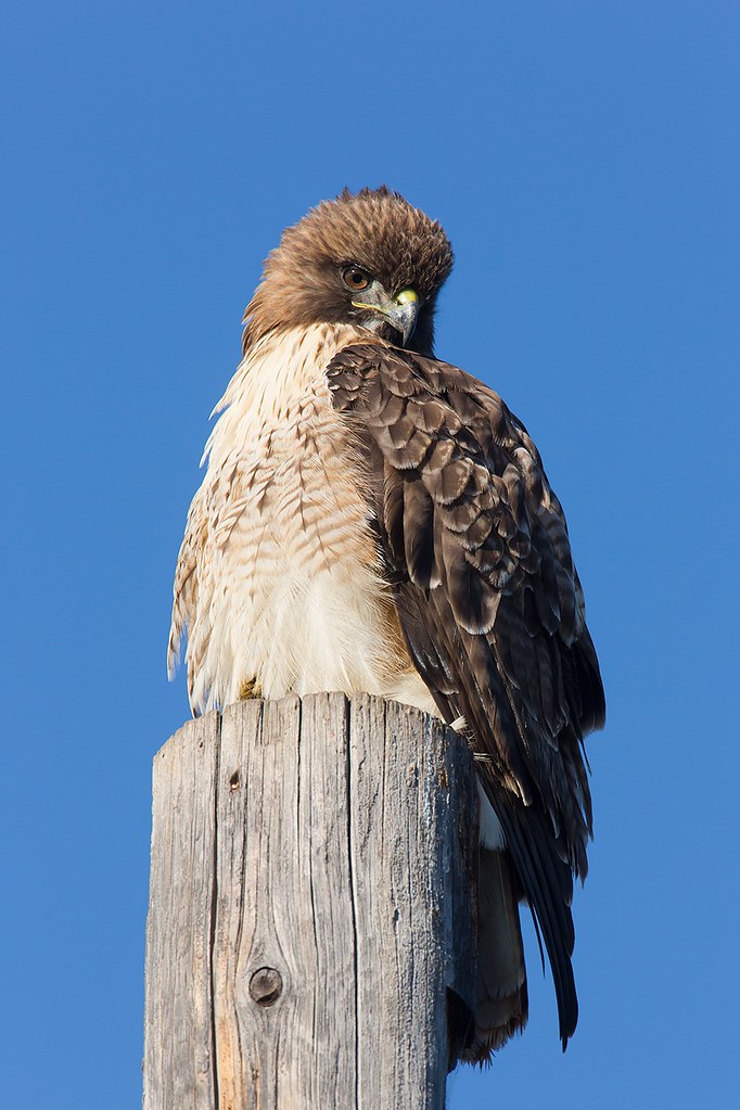 Buteo jamaicensis | Red-tailed Hawk | rödstjärtad vråk