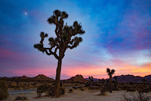 Joshua Tree in Joshua Tree, CA. Never turn your back on a sunset, the sky can change in the blink of an eye. So glad we waited this one out. #explore #exploring #exploremore #wanderlust #rei #rei1440project #theamericancollective #outside #outdooradventur | by emilylesterphotography