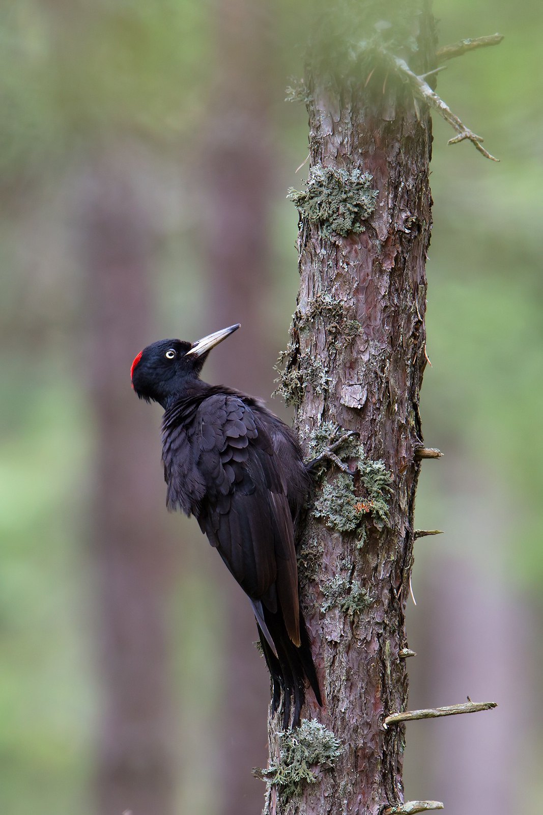 Dryocopus martius | Black Woodpecker | spillkråka
