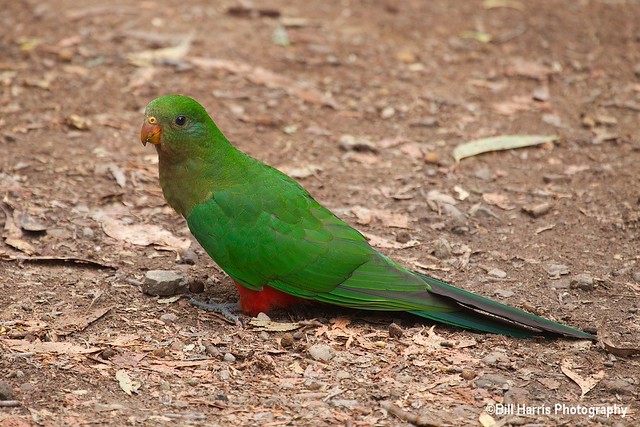 Australian King Parrot (Alisterus scapularis) - Eildon