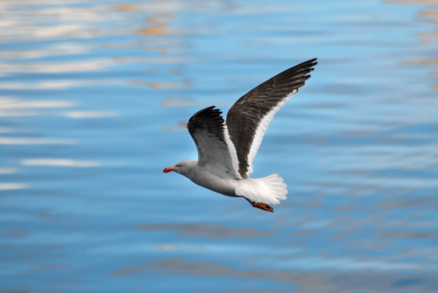 Dolphin Gull | Scoresby's Gull | マゼランカモメ, (Leucophaeus scoresbii) Ushuaia, Argentina