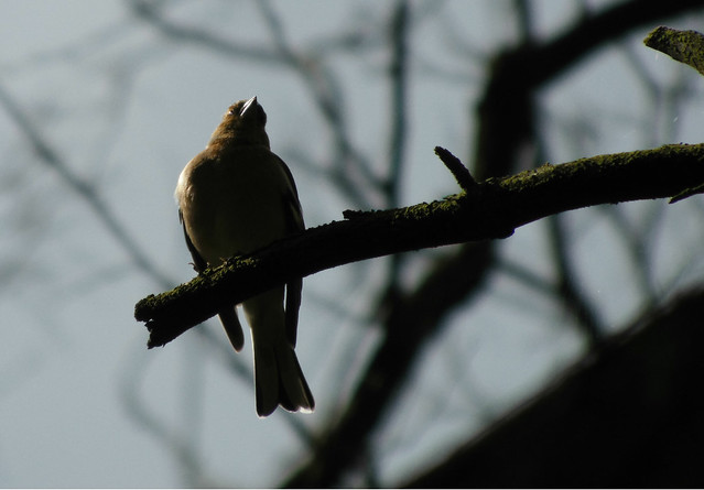 a beatiful bird on a branch