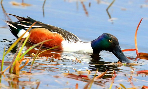 northern shoveler drake at Pool Slough IA 854A7450 | by naturalist@winneshiekwild.com