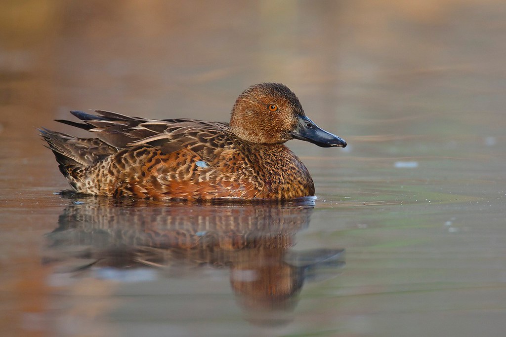 Spatula cyanoptera | Cinnamon Teal | kanelårta