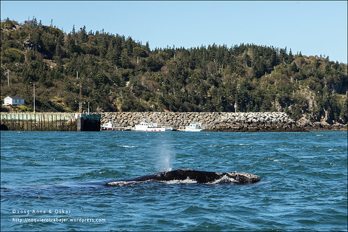 park travel viaje parque canada canon landscape blog novascotia north paisaje right can atlantic national 5d whale nacional g12 tiverton 1dx