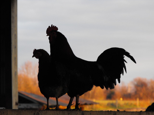 Silhouetted Chickens at Sunset