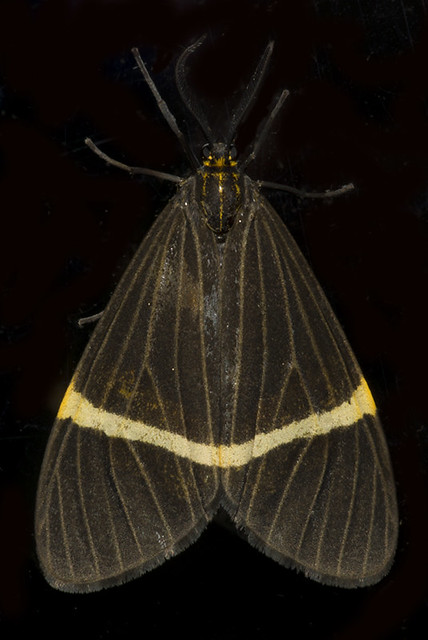 Ordishia sp (Erebidae, Arctiinae) b