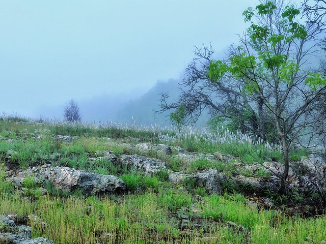 Fog on the Chert Glade