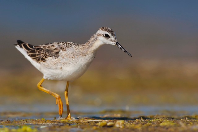Phalaropus tricolor | Wilson's Phalarope | präriesimsnäppa