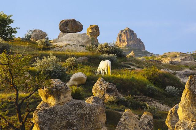 Cappadocia - land of beautiful horses