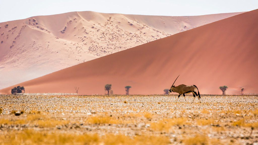 Oryx Sossusvlei Namibia Desert 4K Wallpaper / Desktop Back… | Flickr