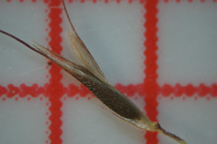 Chloris divaricata spikelet mature2