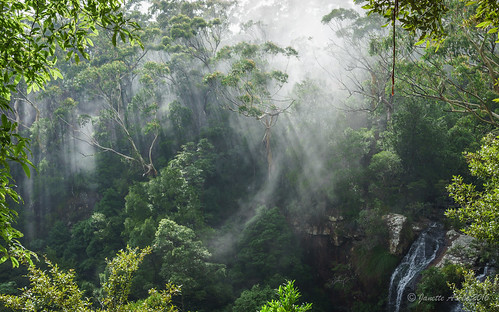 misty clouds forest waterfall rainforest australia twinfalls bushwalking qld queensland sunrays bushwalk eucalypts springbrook goldcoasthinterland 2016 springbrooknationalpark scenicrim seqld warriecircuit scbwc sonya7r