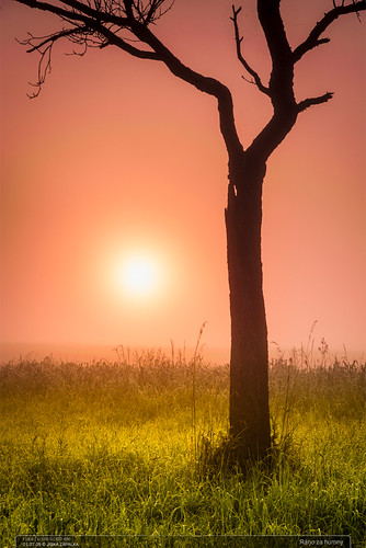 Ráno za humny by jirka.zapalka, Mladcovská vrchovinamorning trees field grass fog sunrise landscape czech meadow luzkovice