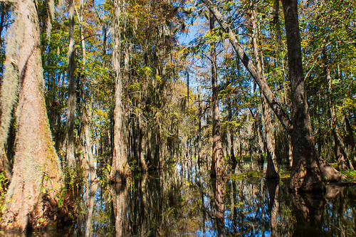 trees usa lake reflection sunrise pond louisiana atchafalayabasin bayou cedar swamp spanishmoss wetlands cypress riverdelta lakemartin baldcypress