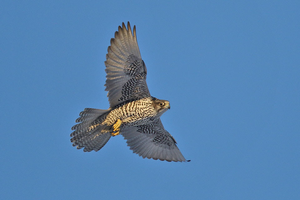Fálki-Gyrfalcon-Falco rusticolus