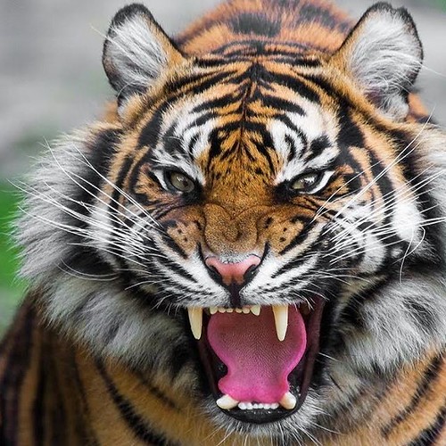 QUESTION OF THE DAY:who can name 3 traits predators have? Let's see how many different ones we can get!  #test #predator #lions #tigers #bears | by Ranger_rob
