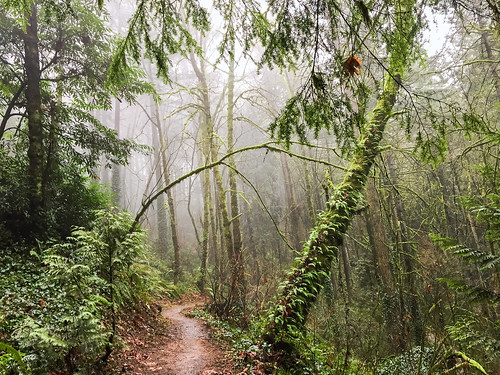 cameraphone park winter mist green nature oregon forest portland outdoors woods hiking path january pacificnorthwest pdx pnw marquamtrail marquamnaturepark iphone6