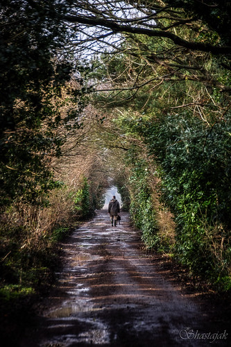 trees path tunnel walkingthedog barleylane