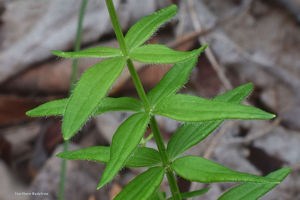 Northern Bedstraw, leaves -  Galium boreale   -   Rubiaceae: Bedstraw or Madder family
