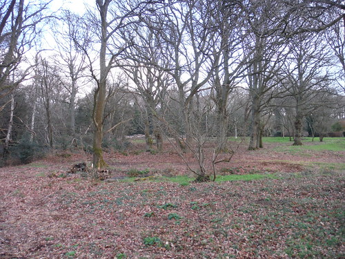 Clearing in King's Copse, Stanford Dingley SWC Walk 117 Aldermaston to Woolhampton (via Stanford Dingley)