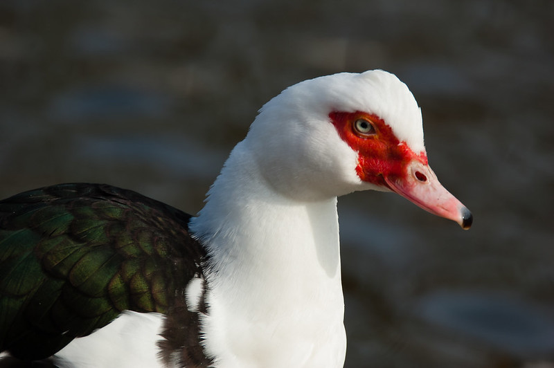 Female muscovy, West Park, portrait