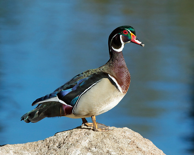 Wood Duck Boise ID