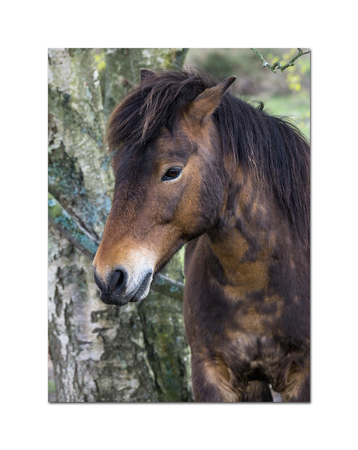 Exmoor pony