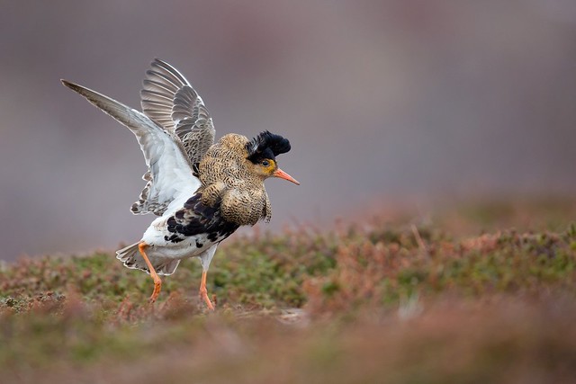 Calidris pugnax | Ruff | brushane