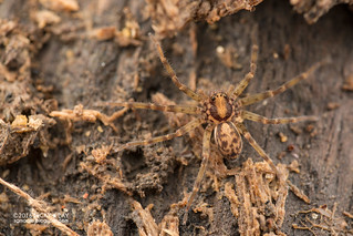 Huntsman spider (Heteropoda sp.) - DSC_1971