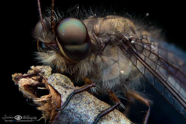 Owlfly (Ascalaphidae)