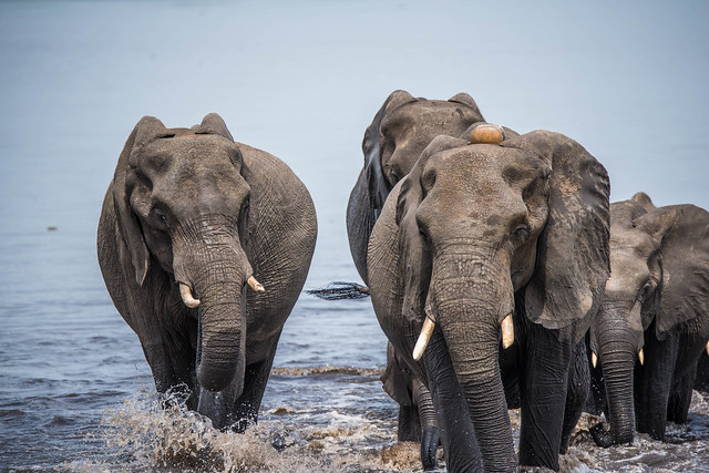 Elephants (Republik Botswana)