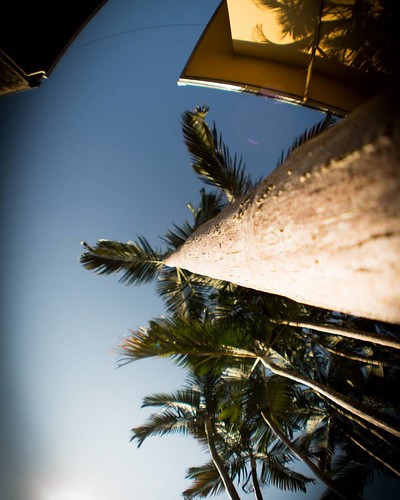 Mesma foto, novo ângulo #50 #dslr #canont5i #palmeira #projeto365