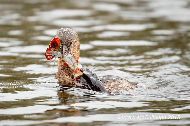 Pied-billed Grebe with a Crawfish