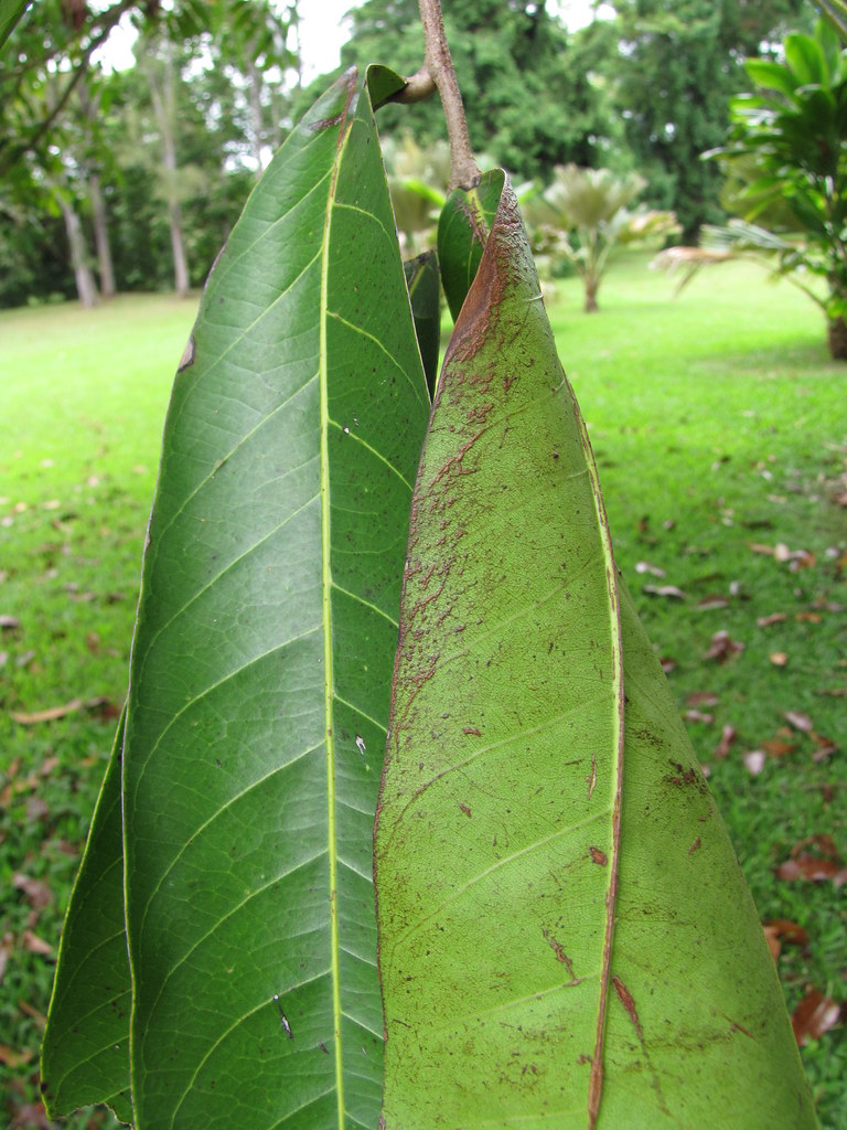 starr-120606-6854-Carapa_guianensis-leaves-Kahanu_Garden_NTBG_Hana-Maui
