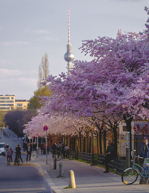 Berlin Blossom