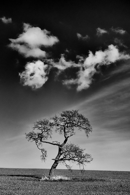 Lone Tree II