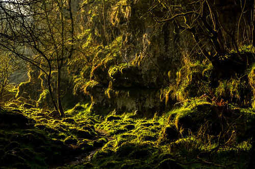 morninglight moss derbyshire peakdistrict ferns whitepeak lathkilldale monyash